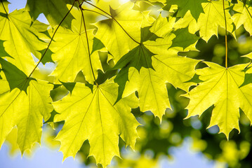 Green nature background with maple leaves

