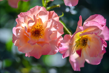 pink rose on a green natural background

