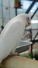 A close-up portrait of a white cockatoo with a sharp and expressive gaze. Its pristine white...