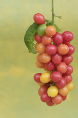 A green caterpillar is eating bunches of wild plant fruit. This animal likes to eat fruit, flowers and young leaves.