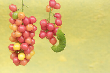 A green caterpillar is eating bunches of wild plant fruit. This animal likes to eat fruit, flowers and young leaves.