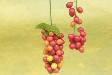 A green caterpillar is eating bunches of wild plant fruit. This animal likes to eat fruit, flowers and young leaves.