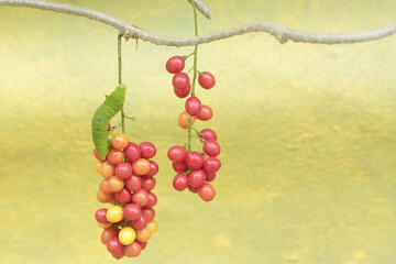A green caterpillar is eating bunches of wild plant fruit. This animal likes to eat fruit, flowers and young leaves.