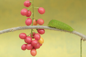 A green caterpillar is eating bunches of wild plant fruit. This animal likes to eat fruit, flowers and young leaves.