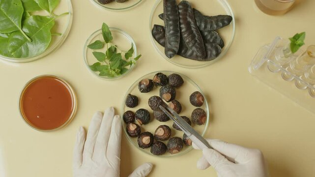The researcher grabs a soapberry to study. An aerial view of a scientist workstation in a laboratory with petri dishes containing herbal substances is seen in the video.