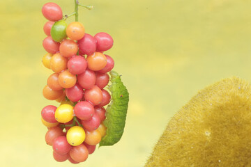 A green caterpillar is eating bunches of wild plant fruit. This animal likes to eat fruit, flowers and young leaves.