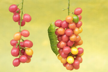 A green caterpillar is eating bunches of wild plant fruit. This animal likes to eat fruit, flowers and young leaves.