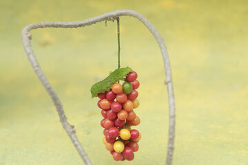 A green caterpillar is eating bunches of wild plant fruit. This animal likes to eat fruit, flowers and young leaves.