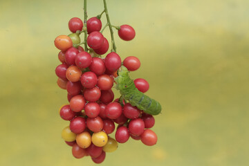 A green caterpillar is eating bunches of wild plant fruit. This animal likes to eat fruit, flowers and young leaves.