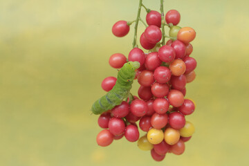 A green caterpillar is eating bunches of wild plant fruit. This animal likes to eat fruit, flowers and young leaves.