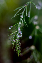 Fototapeta premium Raindrop on a blue spruce branch in Finale Ligure, Italy