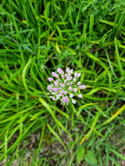 top view Chives with Flowers. 