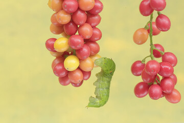 A green caterpillar is eating bunches of wild plant fruit. This animal likes to eat fruit, flowers and young leaves.