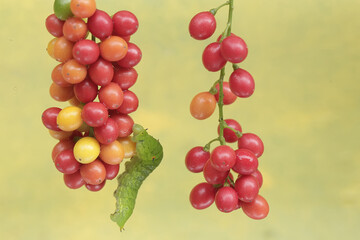 A green caterpillar is eating bunches of wild plant fruit. This animal likes to eat fruit, flowers and young leaves.