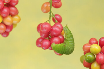 A green caterpillar is eating bunches of wild plant fruit. This animal likes to eat fruit, flowers and young leaves.