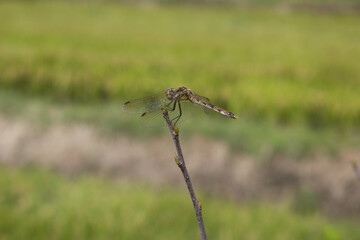 It is a soybean dragonfly sitting on a tree branch.