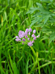 
A close-up of a pink chive flower.