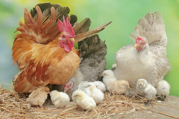Two hens and a rooster are foraging in a pile of dry grass with their newly hatched chicks. Animals that are cultivated for their meat have the scientific name Gallus gallus domesticus.