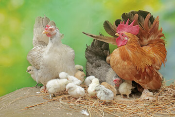 Two hens and a rooster are foraging in a pile of dry grass with their newly hatched chicks. Animals that are cultivated for their meat have the scientific name Gallus gallus domesticus.