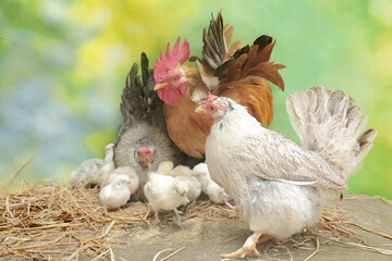 Two hens and a rooster are foraging in a pile of dry grass with their newly hatched chicks. Animals that are cultivated for their meat have the scientific name Gallus gallus domesticus.