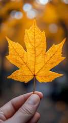 Yellow autumn leaf close-up. With a blurred bokeh background, a bright orange tree changes.