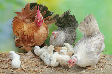 Two hens and a rooster are foraging in a pile of dry grass with their newly hatched chicks. Animals that are cultivated for their meat have the scientific name Gallus gallus domesticus.