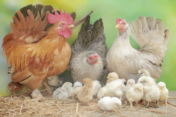Two hens and a rooster are foraging in a pile of dry grass with their newly hatched chicks. Animals that are cultivated for their meat have the scientific name Gallus gallus domesticus.