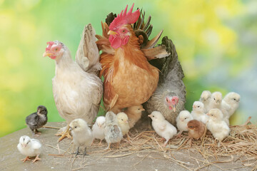 Two hens and a rooster are foraging in a pile of dry grass with their newly hatched chicks. Animals that are cultivated for their meat have the scientific name Gallus gallus domesticus.