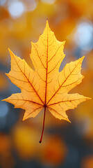 Obraz premium Yellow autumn leaf close-up. With a blurred bokeh background, a bright orange tree changes.