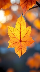 Fototapeta premium Yellow autumn leaf close-up. With a blurred bokeh background, a bright orange tree changes.