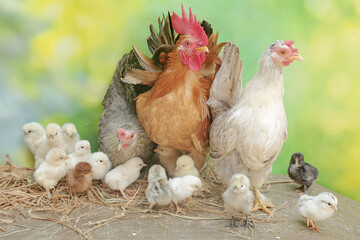 Two hens and a rooster are foraging in a pile of dry grass with their newly hatched chicks. Animals that are cultivated for their meat have the scientific name Gallus gallus domesticus.