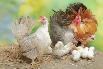 Two hens and a rooster are foraging in a pile of dry grass with their newly hatched chicks. Animals that are cultivated for their meat have the scientific name Gallus gallus domesticus.