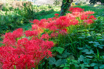 ヒガンバナと桜並木