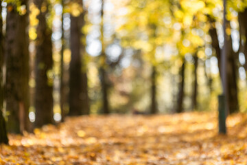 Beautiful landscape with yellow trees,green grass and sun. Colorful foliage in the park. Falling leaves natural background .
