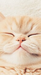 A cute golden British Shorthair cat with a happy smile, set against a light white and turquoise Y2K background, with high detail and realism.