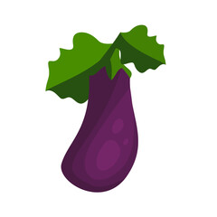 Eggplant, purple plant, eggplant vector