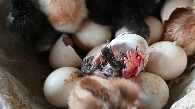Close up of small cute newborn chick, just hatched in incubator. chicks hatching from the eggs in a nest