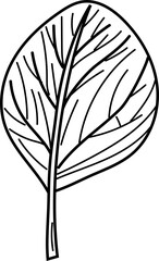 Leaf black and white. Vector illustration.