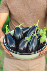 Eggplant harvest in the garden. Selective focus.