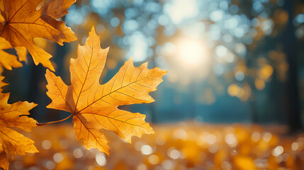 Orange fall leaves in park, autumn natural background