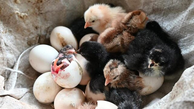 Close up of small cute newborn chick, just hatched in incubator. chicks hatching from the eggs in a nest