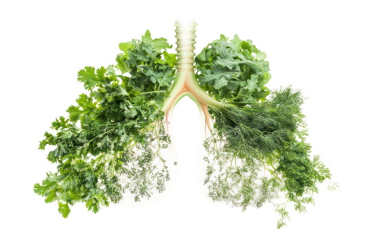 An artistic interpretation of the human respiratory system, featuring a network of lush leafy greens, including arugula and Swiss chard, alongside aromatic herbs such as cilantro and dill