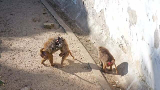 Baboons wander across rocky ledges, foraging for food and interacting. Captured in slow motion on a sunny day with patches of sand.