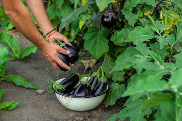Eggplant harvest in the garden. Selective focus.