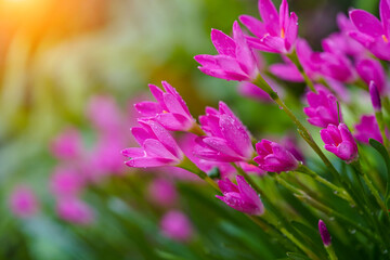 Beautiful Pink rain Lily (Zephyranthes rosea)