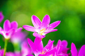 Fototapeta premium Beautiful Pink rain Lily (Zephyranthes rosea)