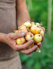 Onion harvest in the garden. Selective focus.