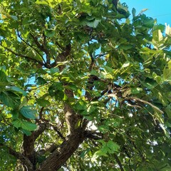 bird on tree