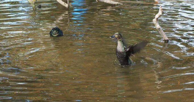 (Bantam duck breed) Two Black East Indian ducks displaying a magnificent black plumage with bright green reflections swimming and diving in a small pond 