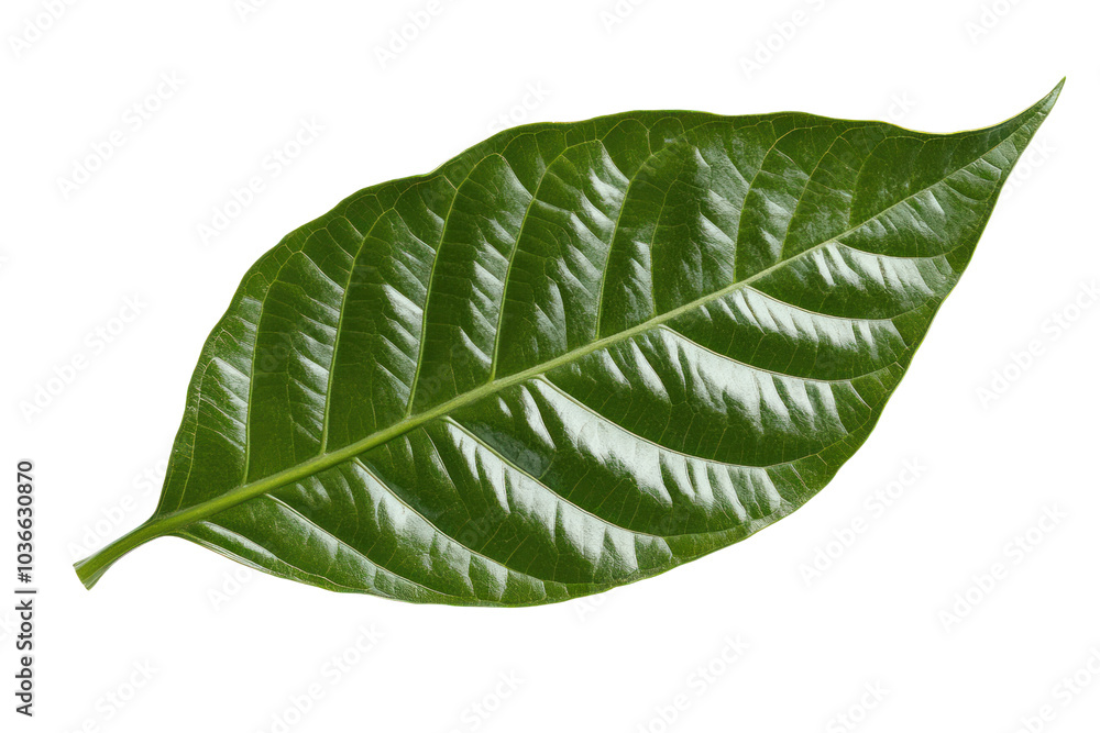 Poster a single vibrant green cocoa leaf with visible veins and a smooth surface, captured in sharp detail